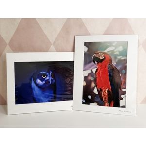 Bird Photography Prints